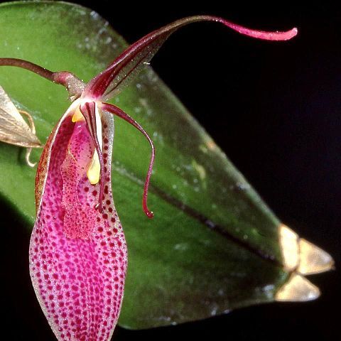 Restrepia pandurata unspecified picture