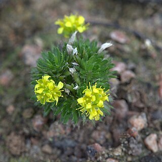 Draba hoppeana unspecified picture