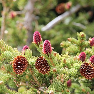 Picea unspecified picture