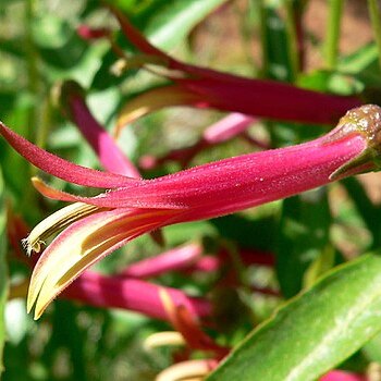 Lobelia unspecified picture