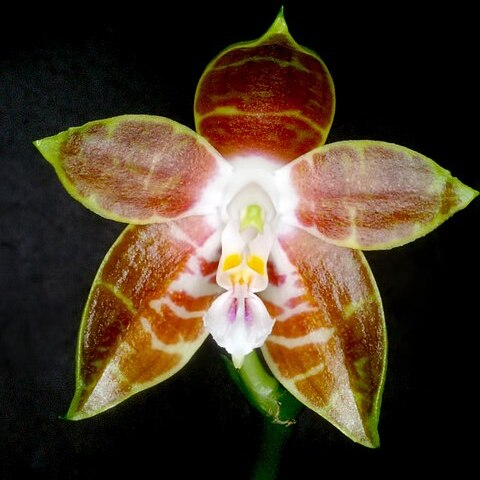 Phalaenopsis venosa unspecified picture