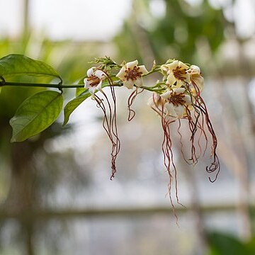 Strophanthus unspecified picture