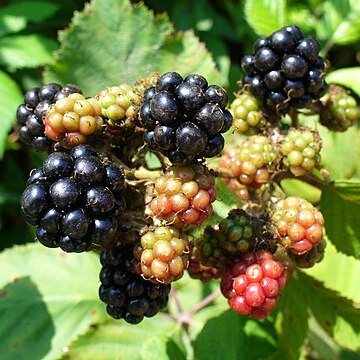 Rubus unspecified picture