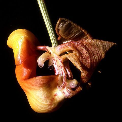 Coryanthes maculata unspecified picture