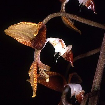 Gongora rufescens unspecified picture