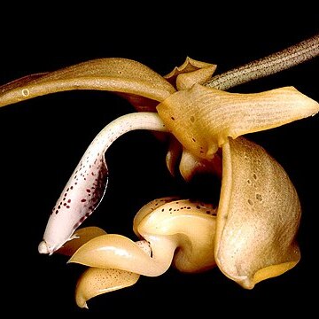 Stanhopea anfracta unspecified picture