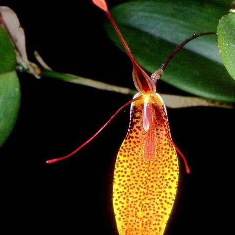 Restrepia contorta unspecified picture