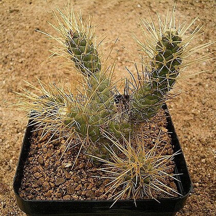 Tephrocactus weberi unspecified picture