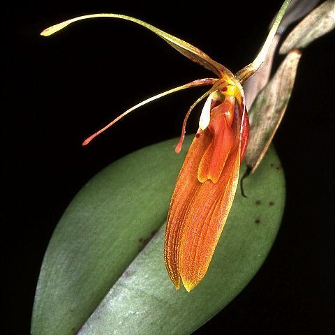 Restrepia cuprea unspecified picture