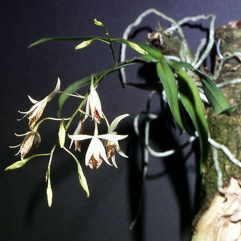 Barkeria obovata unspecified picture