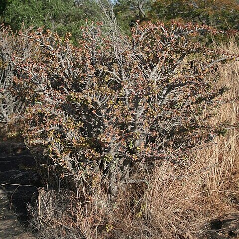 Euphorbia sudanica unspecified picture