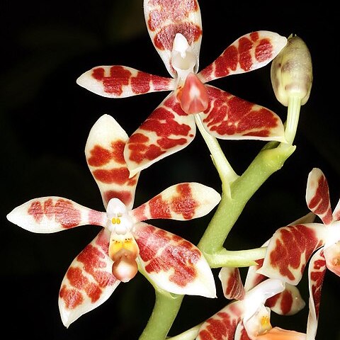 Phalaenopsis maculata unspecified picture