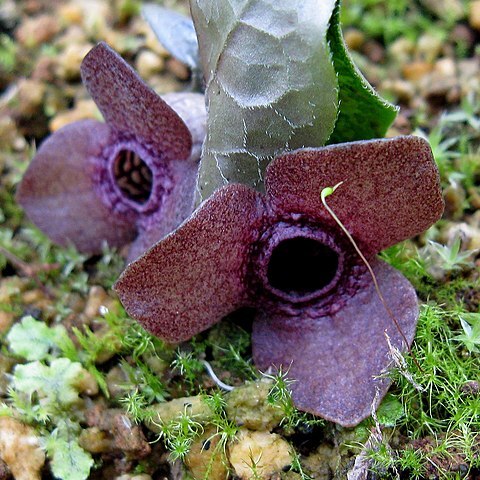 Asarum blumei unspecified picture