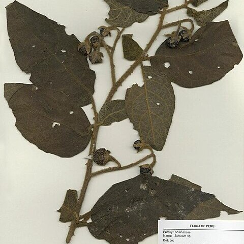 Solanum rubicaule unspecified picture