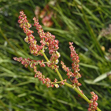 Rumex alpestris unspecified picture