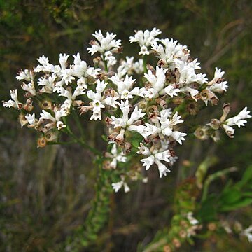 Conospermum ellipticum unspecified picture