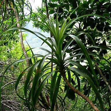 Dracaena forbesii unspecified picture