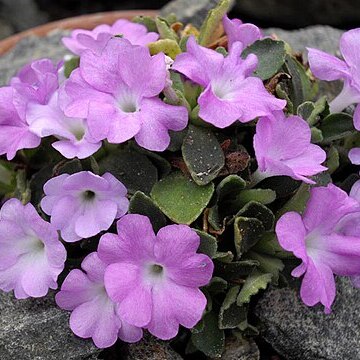 Primula allionii unspecified picture