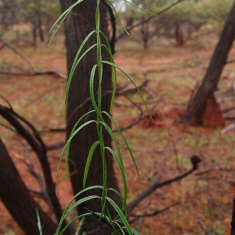 Marsdenia australis unspecified picture