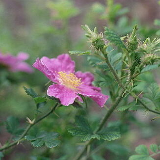 Rosa stellata unspecified picture