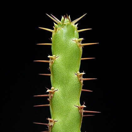 Euphorbia nubigena unspecified picture