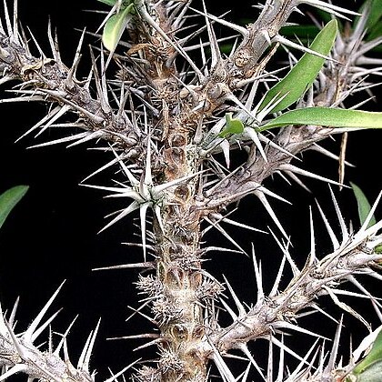 Euphorbia kondoi unspecified picture