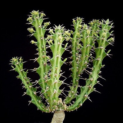 Euphorbia knuthii unspecified picture