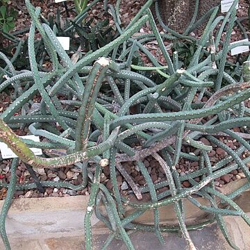 Euphorbia heterochroma unspecified picture