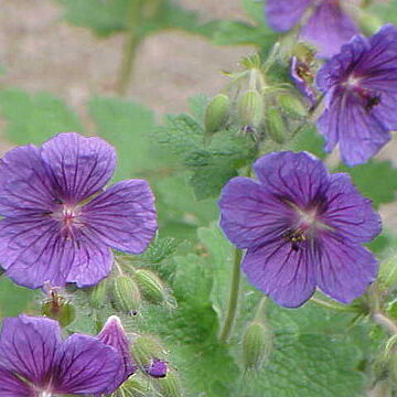 Geranium platypetalum unspecified picture