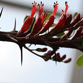 Fouquieria ochoterenae unspecified picture