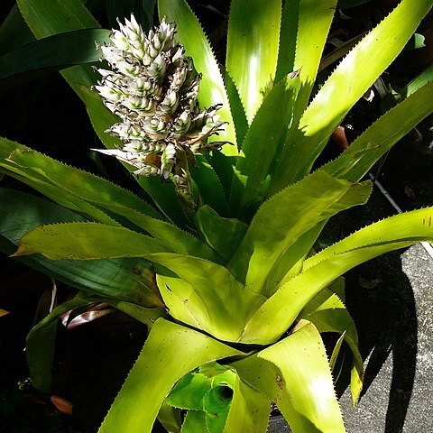 Aechmea smithiorum unspecified picture