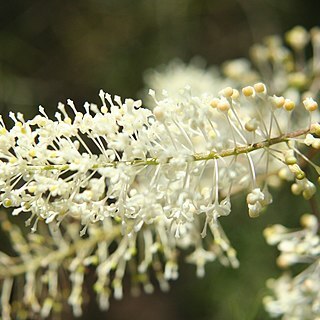 Grevillea leptopoda unspecified picture