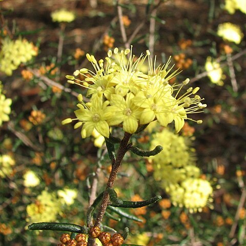 Phebalium stenophyllum unspecified picture