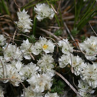 Paronychia cephalotes unspecified picture