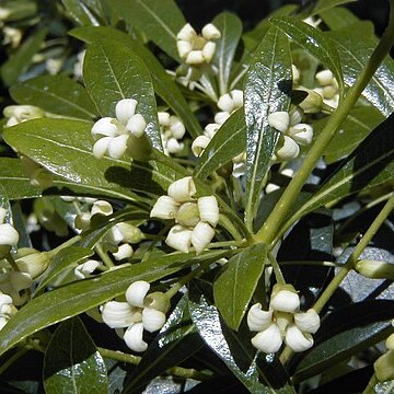 Pittosporum heterophyllum unspecified picture