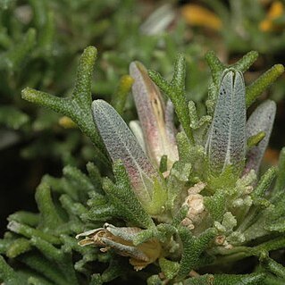 Rhadinothamnus euphemiae unspecified picture