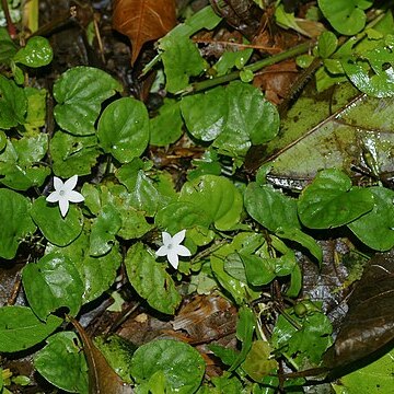 Geophila unspecified picture