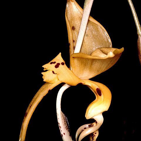 Stanhopea jenischiana unspecified picture