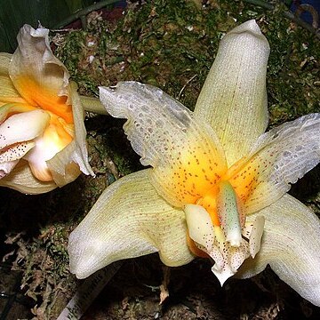 Stanhopea saccata unspecified picture