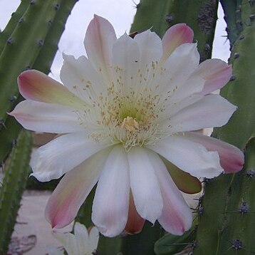 Cereus cochabambensis unspecified picture