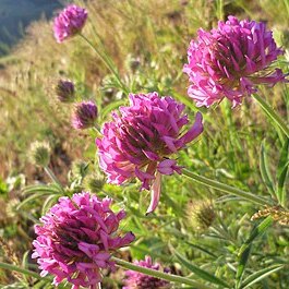 Trifolium thompsonii unspecified picture