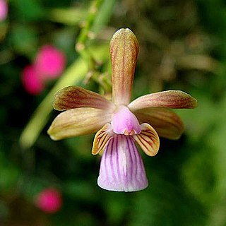 Psychilis truncata unspecified picture