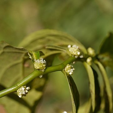 Elatostema lineolatum unspecified picture