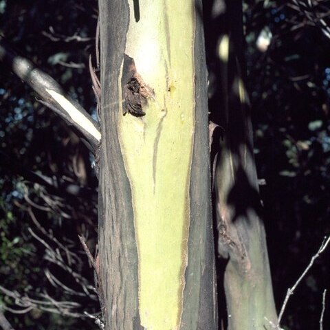 Eucalyptus johnstonii unspecified picture