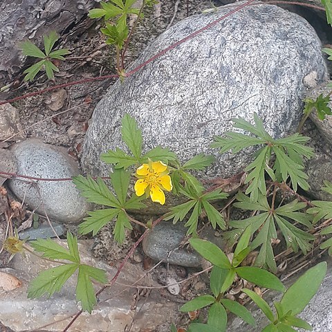 Potentilla flagellaris unspecified picture