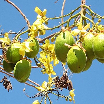 Cochlospermum fraseri unspecified picture