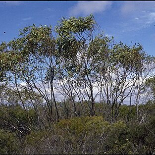 Eucalyptus absita unspecified picture