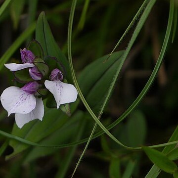 Brachycorythis wightii unspecified picture