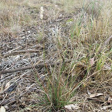 Rytidosperma fulvum unspecified picture