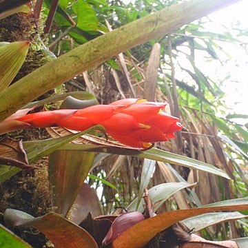 Guzmania jaramilloi unspecified picture